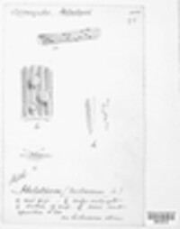 Calycina herbarum image
